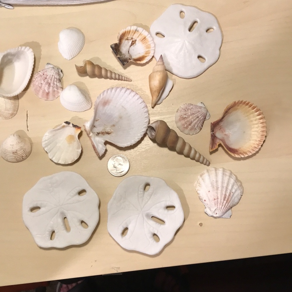 SEA SHELLS & SAND DOLLARS for Decor or CRAFT or Collection 18 total